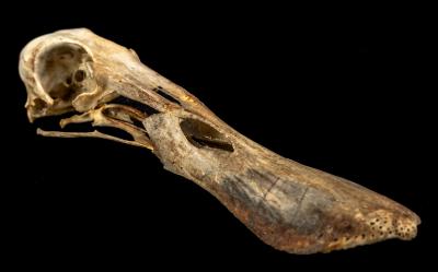 Northern Spoonbill (skull)