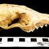 Red Fox (skull)