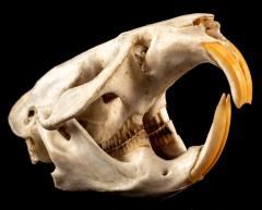 Muskrat (skull)