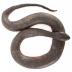 Northern Red-bellied Watersnake (replica)