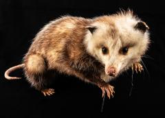 Virginia opossum (mount)