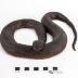 Northern Red-bellied Watersnake (replica)