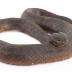 Northern Red-bellied Watersnake (replica)