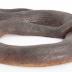 Northern Red-bellied Watersnake (replica)