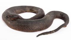 Northern Red-bellied Watersnake (replica)