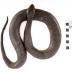 Northern Red-bellied Watersnake (replica)