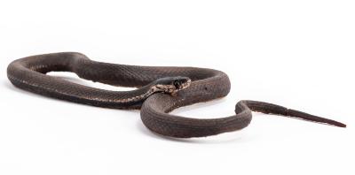 Queen Snake (mount)