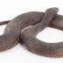 Northern Red-bellied Watersnake (replica)