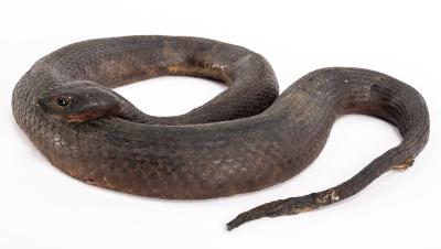 Northern Red-bellied Watersnake (replica)