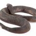 Northern Red-bellied Watersnake (replica)