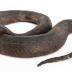 Northern Red-bellied Watersnake (replica)