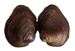 Wabash pigtoe