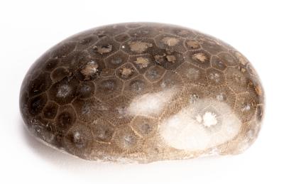 Petoskey Stone