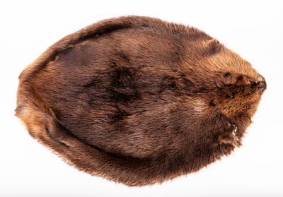 Beaver Pelt 