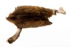 Muskrat Study Skin