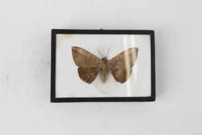 Moth