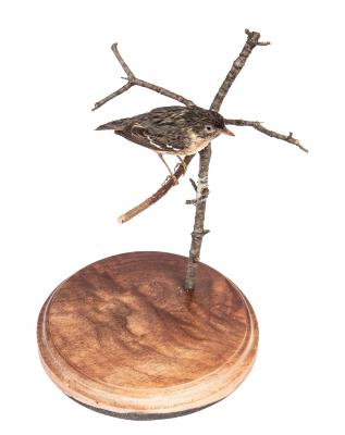 Bay Breasted Warbler (mount)