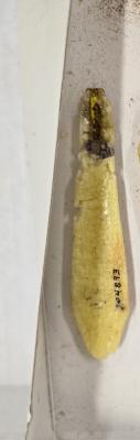 Cuticle Knife
