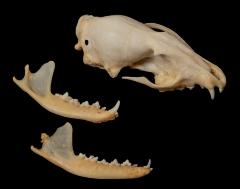 Large spotted Genet (skull) 
