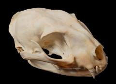 Serval (skull) 