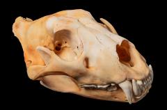 Southern African Lion (skull)