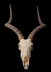 Impala (skull) 