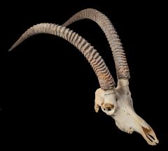 Common Sable (skull) 