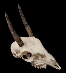 Steenbok (skull) 