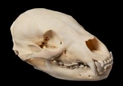 American Black Bear (skull)