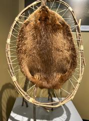Beaver, Castor Canadensis Pelt