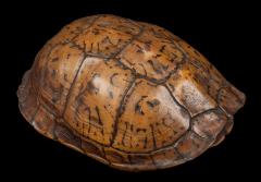 Eastern Box Turtle (shell)