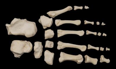 Human Foot Bones (replica)  
