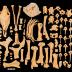Domestic Horse (skeleton)