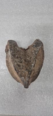 Dinosaur Vertebra
