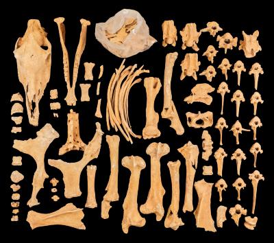 Domestic Horse (skeleton)