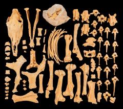 Domestic Horse (skeleton)