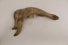 Cow (dentary)