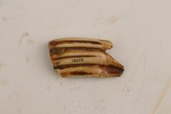 Horse (molar)