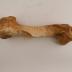 Domestic Horse (skeleton)