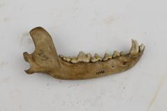 Dog (dentaries)