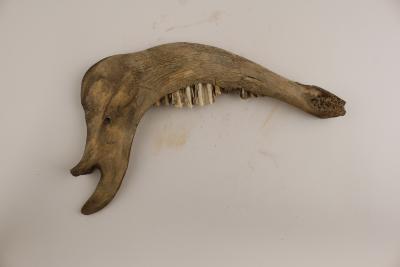 Cow (dentary)