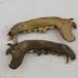 Dog (dentaries)