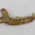 Dog (dentaries)