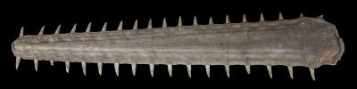 Largetooth Sawfish (rostrum)