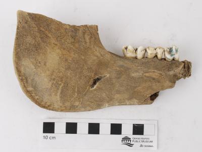Pig (dentary)