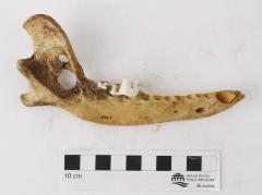 Dog (dentary)