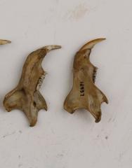 Squirrel (dentaries)