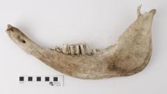 Cow (dentary)