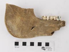 Pig (dentary)