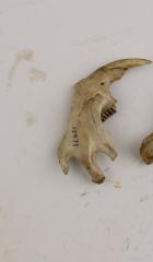 Muskrat (dentary)